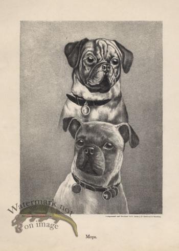 1890s Dogs 08